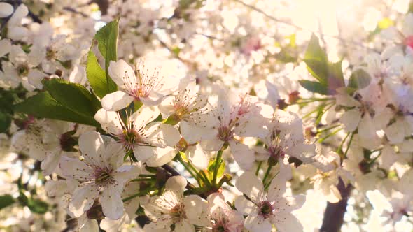 Blooming Apple Tree In Spring Time 2