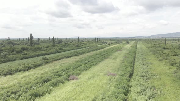 Aerial drone view flight over different agricultural fields sown in Samegrelo, Georgia