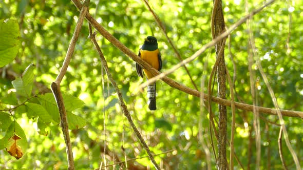 Beautiful Gartered trogon tropical bird in Panama jungle treetop, closeup