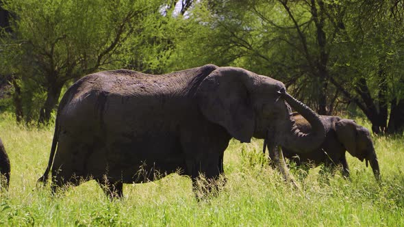 a family of elephants walks through the national park among green grass and beautiful trees in Afric