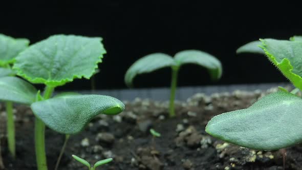 Camera Movement Past the Growing Young Shoots of Cucumber Seedlings, Macro Shooting, Hyper Laps