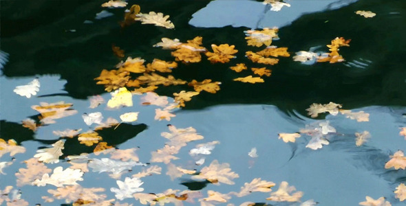Leaves on the Water 1