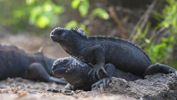 Pair Of Galapagos Marine Iguanas On The Ground On Top Of Each Other Basking In Sun. Low Angle With B