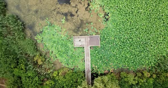 Top Down View of Lake of Lotuses. Pink Lotuses in the Water, Aerial View.