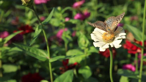 Butterfly in Collecting Pollen From Blooming Flower on Flowerbed. Summer Season.