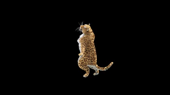 Leopard Dancing HD