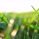Green Young Wheat Field - VideoHive Item for Sale