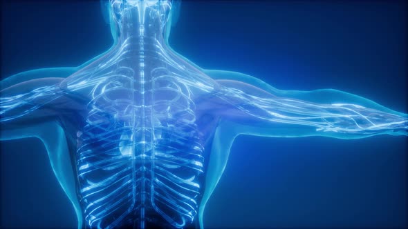 Blood Vessels of Human Body alt