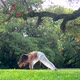 Young Woman Practicing Yoga Performing Succession of Asanas in a Green Park under a Tree - VideoHive Item for Sale
