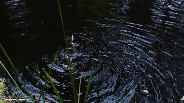 Snake Swims in the River Through Swamp Thickets and Algae Closeup