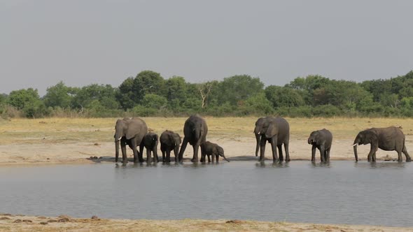 Group of Elephants at waterhole, Hwange, Africa safari wildlife