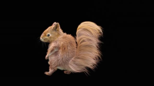 77 Squirrel Dancing HD