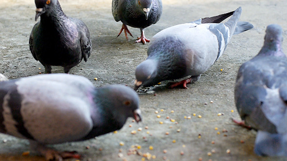 Pigeon Feeding In The Park
