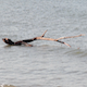 Branch In The Sea  - VideoHive Item for Sale