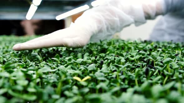 A Farmer Removes Extra Seeds From Germinated Microgreens