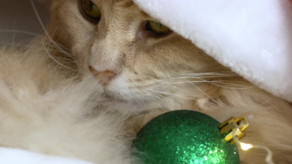 A Christmas cat in a Santa Clays hat is lying on a bed and playing with a Christmas tree toy.