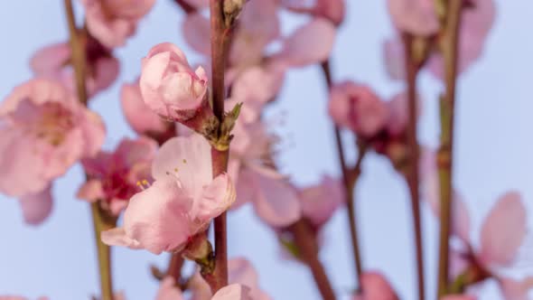 Peach Fruit Blossom Timelapse Rotating on Blue 