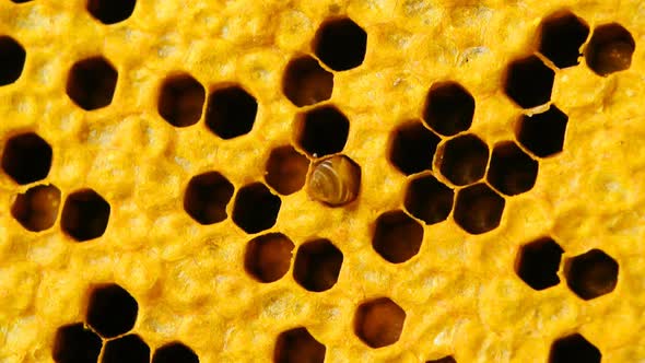 view of the working bees on honey cells