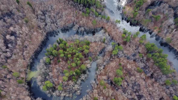 Aerial view of the river between the pines. Flying over a winding riverbed surrounded by treetops