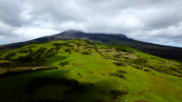 Splendid greenish Mount Pico aerial view flying towards the highest peak, cloudy sky and cows on the