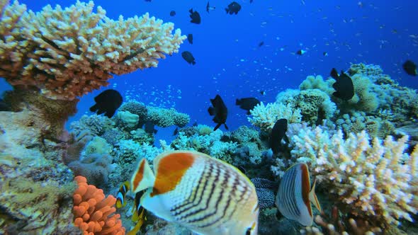 Tropical Underwater Sea Fish