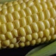 Macro Shot Corn With Studiolights - VideoHive Item for Sale