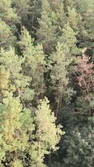 Green Forest on a Summer Day