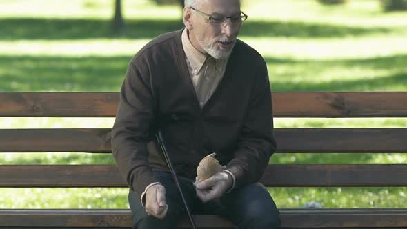 Kind Grandfather Throwing Bread to Pigeons, Feeding Birds in Park, Retirement