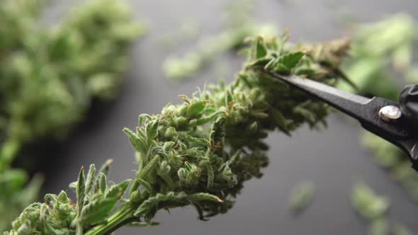 Growers Trim Their Pot Buds Before Drying Man's Hands Trimming Marijuana Bud. Growers Trim Cannabis