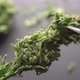Growers Trim Their Pot Buds Before Drying Man's Hands Trimming Marijuana Bud. Growers Trim Cannabis - VideoHive Item for Sale