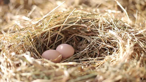 Collection of chicken eggs on the farm. Farmer's hand collects eggs.