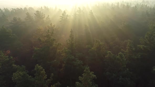 Flying Towards the Sun Rays. Fabulous Morning Sunrise Aerial Shot. Pine Tree Tops and Branches Lit