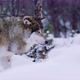 Magnificent Wolf at a Distance in Beautiful Winter Forest - VideoHive Item for Sale