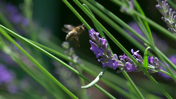 bee on lavender