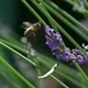 bee on lavender - VideoHive Item for Sale