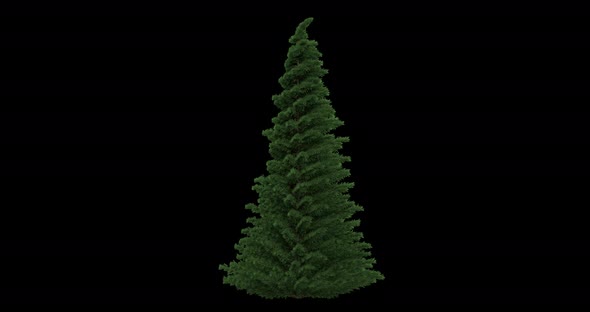 Blue Spruce Tree alt