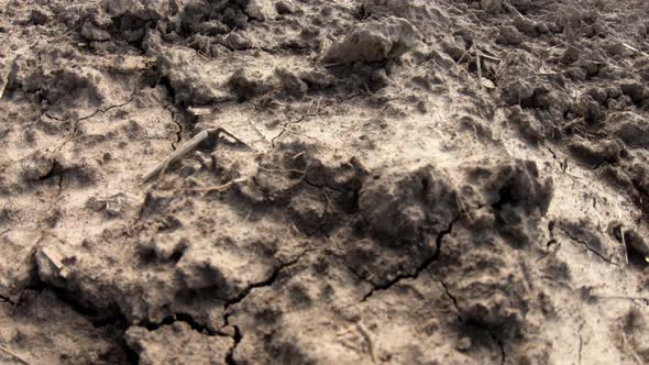 Plowed Agricultural Land. Close Up Of A Black Agricultural Field. Agriculture Fertile Land