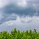 Young Trees Shake Before the Storm - VideoHive Item for Sale