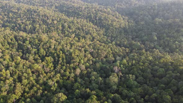 Aerial Drone View Of Borneo Forest