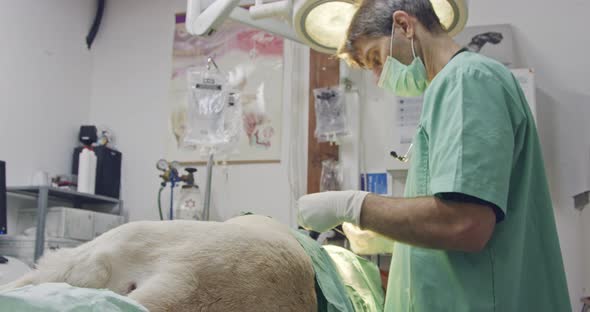 Veterinary surgery - Veterinarian operating a white dog in a pet clinic