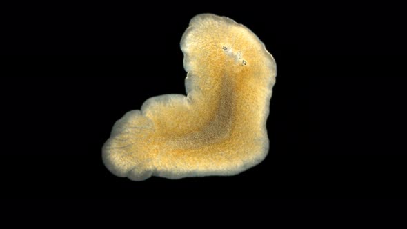 Flatworm Leptoplana Sp. Under a Microscope, Order Polycladida, Lives Among Algae or Under Rocks.