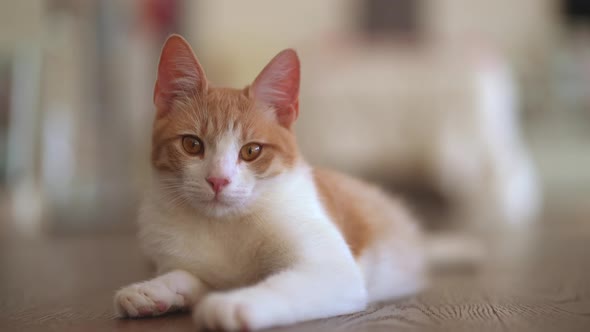 Close up shot of young red white tabby cat relaxing indoor and looking into camera