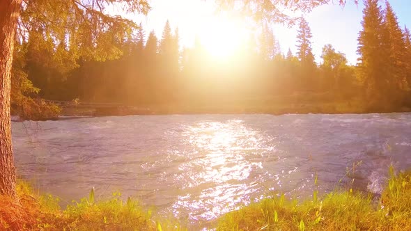 Meadow at Mountain River Bank. Landscape with Green Grass, Pine Trees and Sun Rays. Movement on