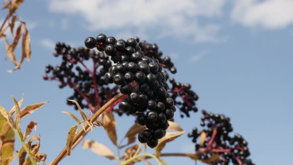 Sambucus ebulus black berries against blue sky 4K 2160p 30fps UltraHD footage - Healthy Danewort eld