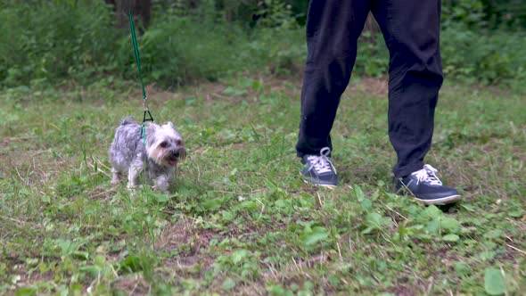 A Little Dog of Yorkshire Terrier Walks on a Leash with the Owner. Walk in the Green Meadow