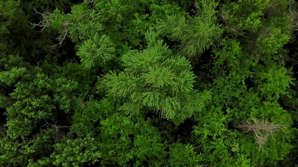  Top Down View of Trees Background