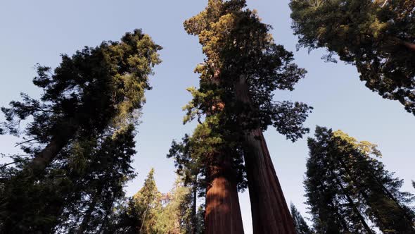 Giant Sequoia trees in Kings Canyon National Park