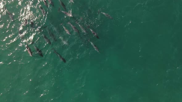 Aerial shot of a large pod of dolphins swimming.