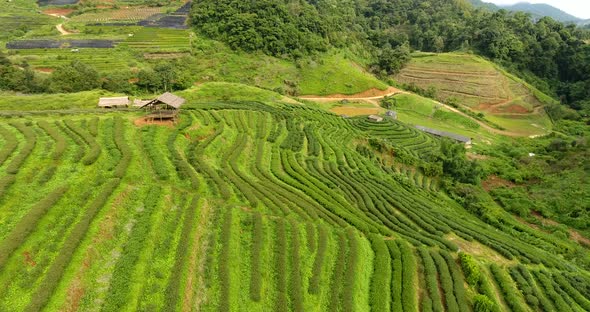 Aerial view of tea plantation terrace on mountain.
