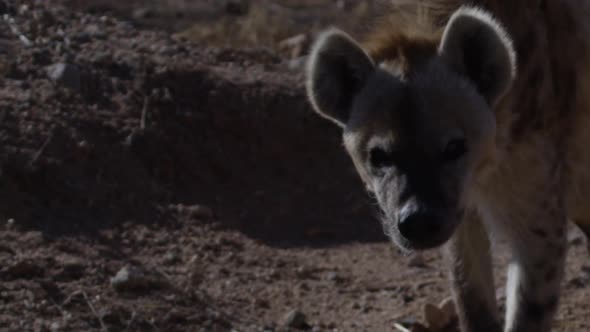 Hyena close up on dirt road looking at camera